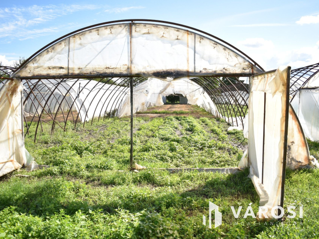 Kiváló lehetősség termelőknek!