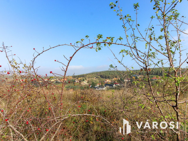 Elvonulni vágyók figyelmébe, panoráma, erdő a szomszéd