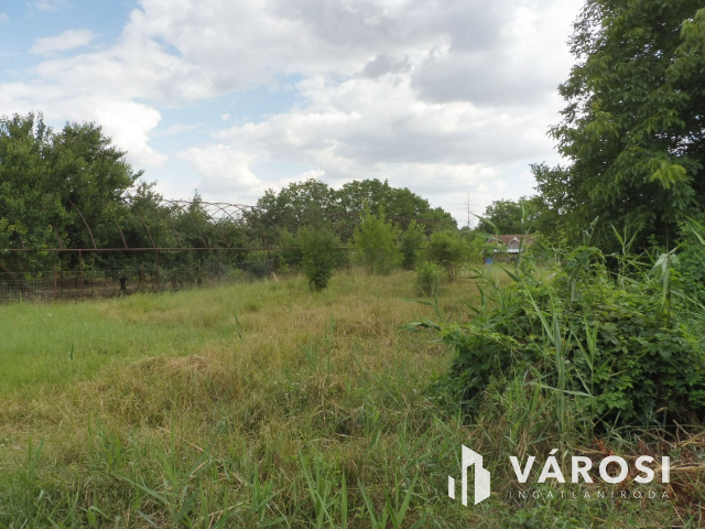 Remek árban,Liliom utcai zártkert,Deszken!