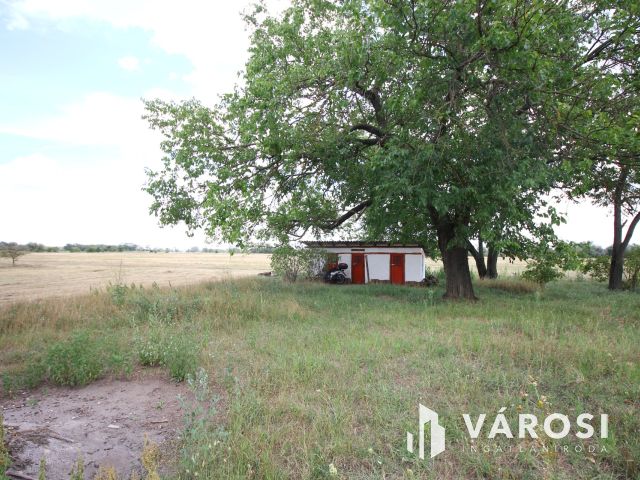 Madárcsicsergős tanya, nagy telekkel