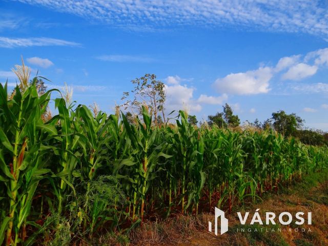 Kiváló minőségű termőföld Kardos határában